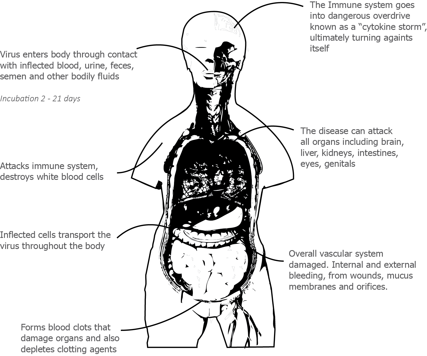 The Ebola Virus: An Introduction